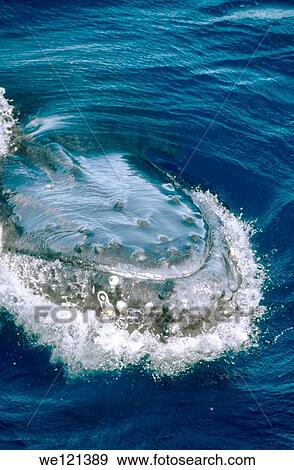 Humpback whale Megaptera novaeangliae Ha´apai Islands Tonga View Large Photo Image Stock Photo - Humpback whale Megaptera novaeangliae Ha´apai Islands Tonga. Fotosearch
