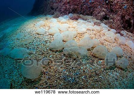 Jelly-like eggs of unknown origin, Black Sea, Crimea, Ukraine, Eastern Europe View Large Photo Image Stock Photo - Jelly-like eggs of unknown origin, Black Sea, Crimea, Ukraine, Eastern Europe. Fotosearch