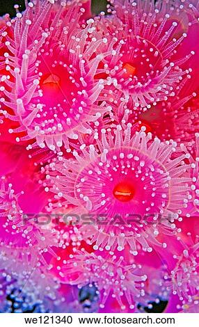 Jewel anemones Bicheno Tasmania Australia View Large Photo Image Stock Image - Jewel anemones Bicheno Tasmania Australia. Fotosearch