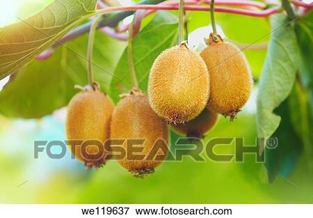 Stock Photo - Kiwi fruits on the tree. Fotosearch