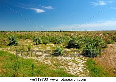 Stock Image - Landscape on Yermakov island, Ukraine, Eastern Europe. Fotosearch
