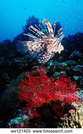 Lionfish Pterois volitans Loloata island Papua New Guinea View Large Photo Image Stock Image - Lionfish Pterois volitans Loloata island Papua New Guinea. Fotosearch