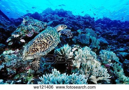 Loggerhead turtle Caretta caretta Kimbe Bay, Papua New Guinea View Large Photo Image Stock Photograph - Loggerhead turtle Caretta caretta Kimbe Bay, Papua New Guinea. Fotosearch
