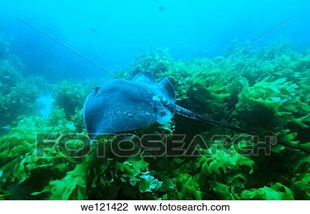 Long-tailed stingray Dasyatis thetidis Poor Knights Islands New Zealand View Large Photo Image Stock Image - Long-tailed stingray Dasyatis thetidis Poor Knights Islands New Zealand. Fotosearch