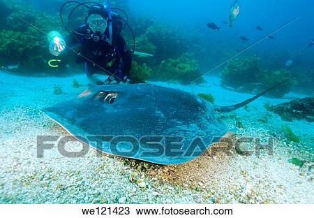 Stock Image - Long-tailed stingray Dasyatis thetidis Poor Knights Islands New Zealand. Fotosearch