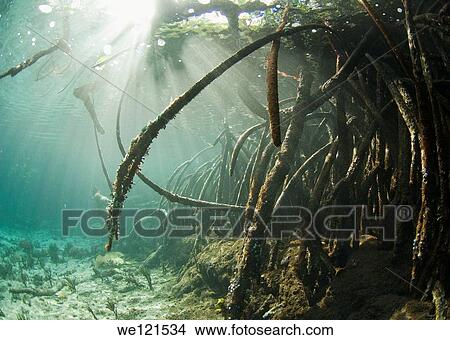 Mangroves, Raja Ampat, Indonesia View Large Photo Image Picture - Mangroves, Raja Ampat, Indonesia. Fotosearch