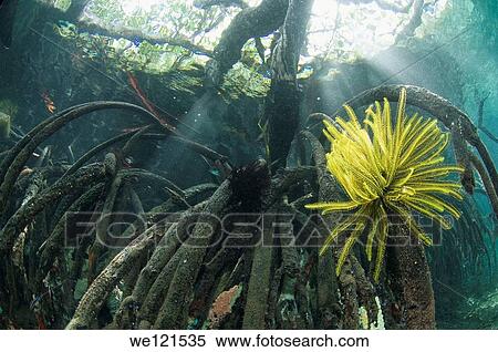 Mangroves, Raja Ampat, Indonesia View Large Photo Image Stock Photography - Mangroves, Raja Ampat, Indonesia. Fotosearch