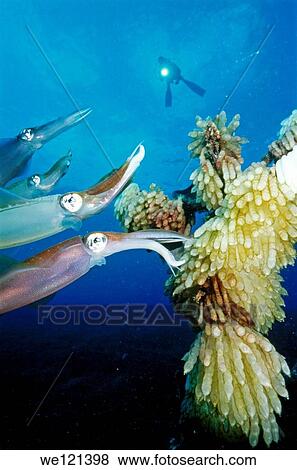 Mating Reef Squid Sepioteuthis lessoniana Witu Islands Papua New Guinea View Large Photo Image Stock Photo - Mating Reef Squid Sepioteuthis lessoniana Witu Islands Papua New Guinea. Fotosearch