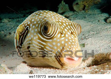 Mbu puffer, giant puffer, or giant freshwater puffer Tetraodon mbu Red Sea, Egypt, Africa View Large Photo Image Stock Image - Mbu puffer, giant puffer, or giant freshwater puffer Tetraodon mbu Red Sea, Egypt, Africa. Fotosearch