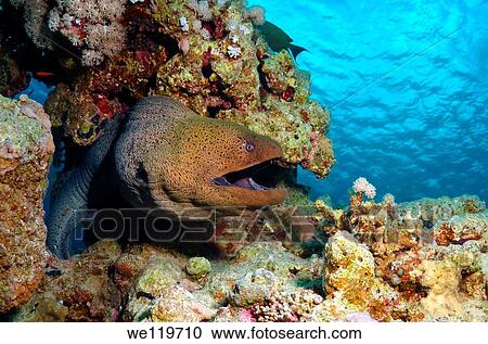 Mediterranean moray Muraena helena Red sea, Egypt View Large Photo Image Stock Image - Mediterranean moray Muraena helena Red sea, Egypt. Fotosearch