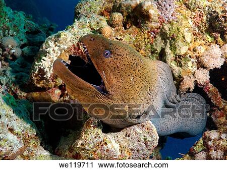 Mediterranean moray Muraena helena Red sea, Egypt View Large Photo Image Stock Image - Mediterranean moray Muraena helena Red sea, Egypt. Fotosearch