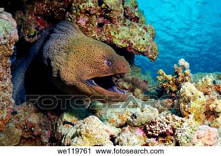 Mediterranean moray Muraena helena Red sea, Egypt View Large Photo Image Stock Image - Mediterranean moray Muraena helena Red sea, Egypt. Fotosearch