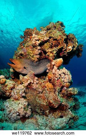 Mediterranean moray Muraena helena Red sea, Egypt View Large Photo Image Stock Image - Mediterranean moray Muraena helena Red sea, Egypt. Fotosearch