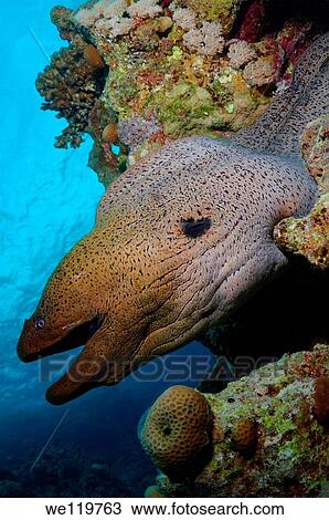 Mediterranean moray Muraena helena Red sea, Egypt View Large Photo Image Stock Image - Mediterranean moray Muraena helena Red sea, Egypt. Fotosearch