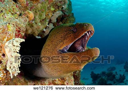 Mediterranean moray Muraena helena Red sea, Egypt View Large Photo Image Stock Photograph - Mediterranean moray Muraena helena Red sea, Egypt. Fotosearch