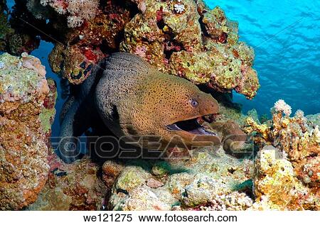 Mediterranean moray Muraena helena Red sea, Egypt View Large Photo Image Stock Photography - Mediterranean moray Muraena helena Red sea, Egypt. Fotosearch