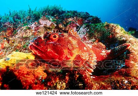 Northern Scorpionfish Scorpaena cardinalis Poor Knights Islands New Zealand View Large Photo Image Picture - Northern Scorpionfish Scorpaena cardinalis Poor Knights Islands New Zealand. Fotosearch