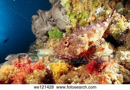 Northern scorpionfish Scorpaena cardinalis Poor Knights Islands New Zealand View Large Photo Image Stock Photo - Northern scorpionfish Scorpaena cardinalis Poor Knights Islands New Zealand. Fotosearch