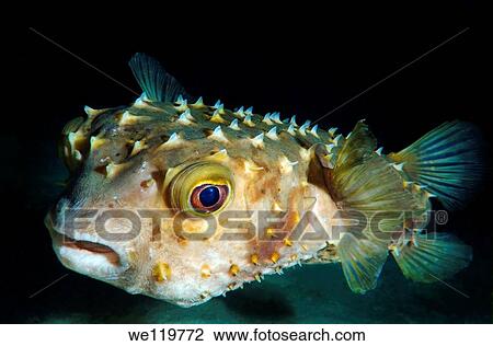 Orbicular Burrfish Cyclichtys orbicularis Red Sea, Egypt, Africa View Large Photo Image Stock Image - Orbicular Burrfish Cyclichtys orbicularis Red Sea, Egypt, Africa. Fotosearch