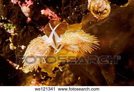 Pair of opalescent nudibranchs Queen Charlotte Islands British Columbia Canada View Large Photo Image Stock Image - Pair of opalescent nudibranchs Queen Charlotte Islands British Columbia Canada. Fotosearch