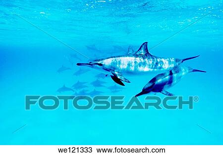 Pair of Spinner Dolphins at Dolphin house reef, near Marsa Alam Southern Red Sea Egypt View Large Photo Image Stock Image - Pair of Spinner Dolphins at Dolphin house reef, near Marsa Alam Southern Red Sea Egypt. Fotosearch