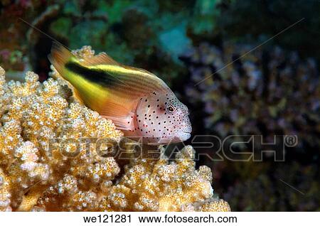 Perched freckled hawkfish or Black-sided hawkfish Paracirrhites forsteri, Red Sea, Egypt, Africa View Large Photo Image Stock Image - Perched freckled hawkfish or Black-sided hawkfish Paracirrhites forsteri, Red Sea, Egypt, Africa. Fotosearch