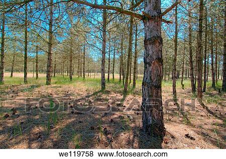 Pine wood, Vilkovo, Ukraine, Eastern Europe View Large Photo Image Stock Photo - Pine wood, Vilkovo, Ukraine, Eastern Europe. Fotosearch