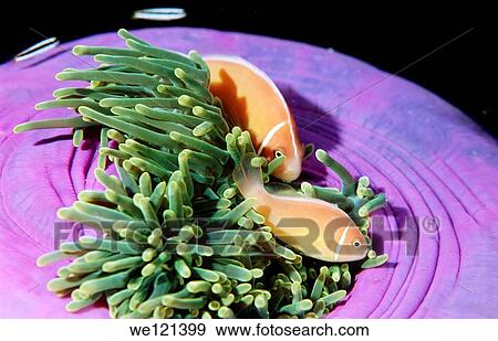 Stock Photo - Pink anemonefish Amphiprion perideraion New Britain islands Papua New Guinea. Fotosearch
