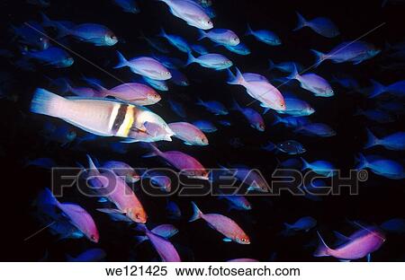 Pink Maomao shool and Sandager´s Wrasse Poor Knights Islands New Zealand View Large Photo Image Stock Photography - Pink Maomao shool and Sandager´s Wrasse Poor Knights Islands New Zealand. Fotosearch
