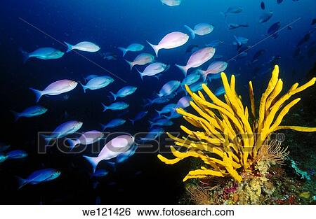 Stock Photograph - Pink Maomao shool Caprodon longimanus Poor Knights Islands New Zealand. Fotosearch