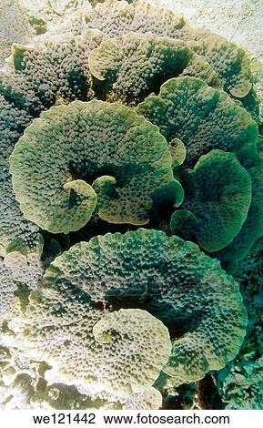 Plate coral Zanzibar, Tanzania View Large Photo Image Stock Image - Plate coral Zanzibar, Tanzania. Fotosearch