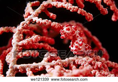 Stock Photo - Pygmy Seahorse Bangka Island North Sulawesi Indonesia Hippocampus bargibanti is the world´s smallest seahorse. Fotosearch