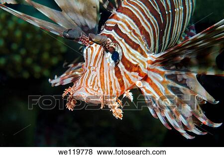 Stock Photo - red lionfish Pterois volitans, Red Sea, Egypt, Africa. Fotosearch