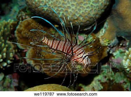 Red lionfish Pterois volitans, Red Sea, Egypt, Africa View Large Photo Image Stock Photo - Red lionfish Pterois volitans, Red Sea, Egypt, Africa. Fotosearch
