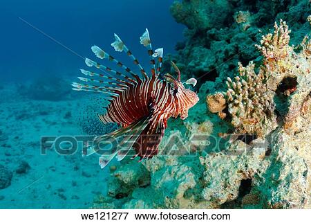 red lionfish Pterois volitans Red sea, Egypt View Large Photo Image Stock Photo - red lionfish Pterois volitans Red sea, Egypt. Fotosearch