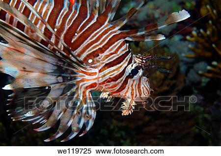 red lionfish Pterois volitans, Red Sea, Egypt, Africa View Large Photo Image Stock Photography - red lionfish Pterois volitans, Red Sea, Egypt, Africa. Fotosearch