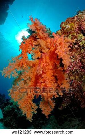 Stock Image - Red soft coral, Labuan Layang Layang, Red Sea, Egypt, Africa. Fotosearch