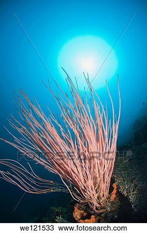 Red whip coral, Raja Ampat, Indonesia View Large Photo Image Stock Image - Red whip coral, Raja Ampat, Indonesia. Fotosearch