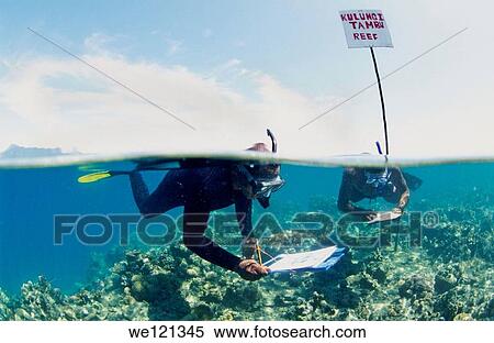 Reef survey Kimbe Bay Papua New Guinea View Large Photo Image Stock Photography - Reef survey Kimbe Bay Papua New Guinea. Fotosearch