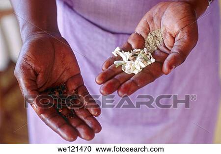 Sandalwood and spices Zanzibar, Tanzania View Large Photo Image Stock Image - Sandalwood and spices Zanzibar, Tanzania. Fotosearch