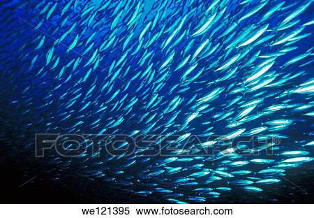 School of baitfish Elphinstone Reef Marsa Alam, Red Sea Egypt View Large Photo Image Stock Photography - School of baitfish Elphinstone Reef Marsa Alam, Red Sea Egypt. Fotosearch