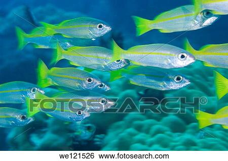 School of fusiliers Caesio sp, Raja Ampat, Indonesia View Large Photo Image Stock Photograph - School of fusiliers Caesio sp, Raja Ampat, Indonesia. Fotosearch