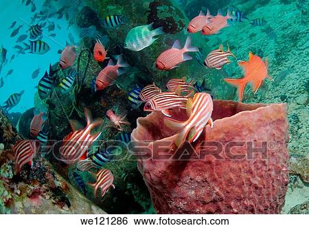 School of tropical fishes, Redang Island, Malaysia, Southeast Asia View Large Photo Image Stock Photograph - School of tropical fishes, Redang Island, Malaysia, Southeast Asia. Fotosearch