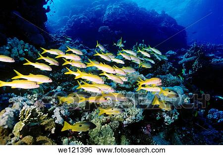 School of Yellow Snapper Lutjanus sp Safaga, Red Sea Egypt View Large Photo Image Stock Photograph - School of Yellow Snapper Lutjanus sp Safaga, Red Sea Egypt. Fotosearch