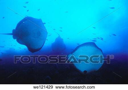 Schooling stingrays Dasyatis sp Poor Knights Islands New Zealand View Large Photo Image Stock Photo - Schooling stingrays Dasyatis sp Poor Knights Islands New Zealand. Fotosearch