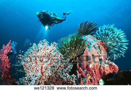 Scuba diver and coral reef Wakatobi Dive Resort Southern Sulawesi Indonesia View Large Photo Image Stock Photo - Scuba diver and coral reef Wakatobi Dive Resort Southern Sulawesi Indonesia. Fotosearch