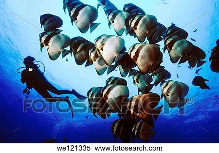 Stock Photography - Scuba diver and school of battfish Witu islands Papua New Guinea. Fotosearch