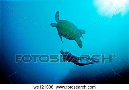 Stock Photograph - Scuba diver and sea turtle Bunaken National Park North Sulawesi Indonesia. Fotosearch