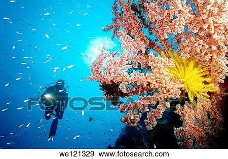Scuba diver and soft coral Witu Islands Papua New Guinea View Large Photo Image Stock Photo - Scuba diver and soft coral Witu Islands Papua New Guinea. Fotosearch