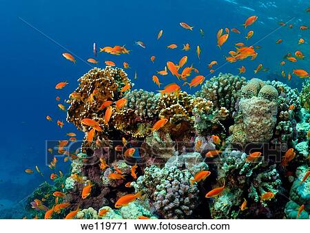 Sea goldie, Jevel fairy basslet Pseudanthias squamipinnis, swarm, Red Sea, Egypt, Africa View Large Photo Image Stock Image - Sea goldie, Jevel fairy basslet Pseudanthias squamipinnis, swarm, Red Sea, Egypt, Africa. Fotosearch